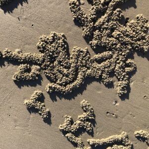 img 0610 crab trails