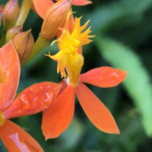 img 0715 orchid square