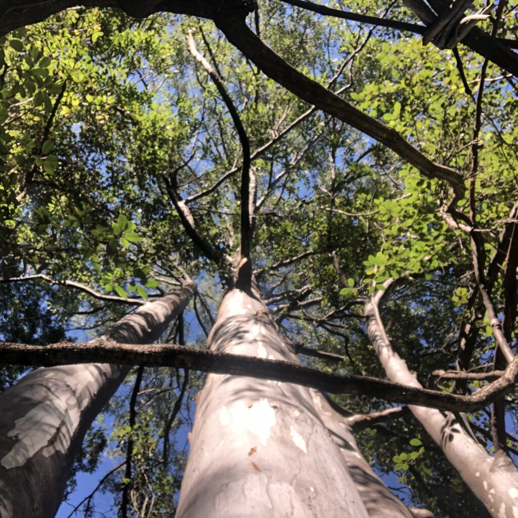 img 0762 three sister trees square