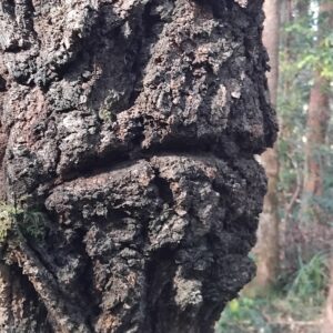 img 20250521 092212 close up of bark on a tree