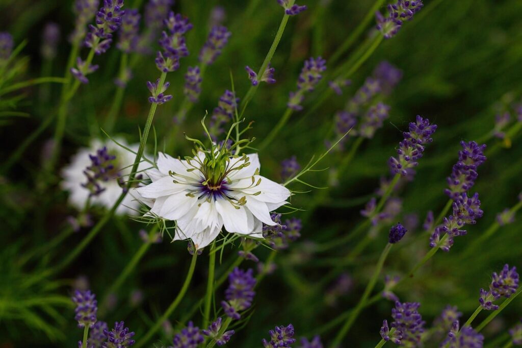 flowers, lavender, flower background, flower wallpaper, nature, love-in-a-mist, blossom, bloom, beautiful flowers, garden