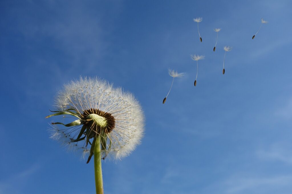 dandelion, heaven, flower, nature, seeds, flower background, plant, spring, close up, beautiful flowers, wildflowers, wind, flower wallpaper, blow