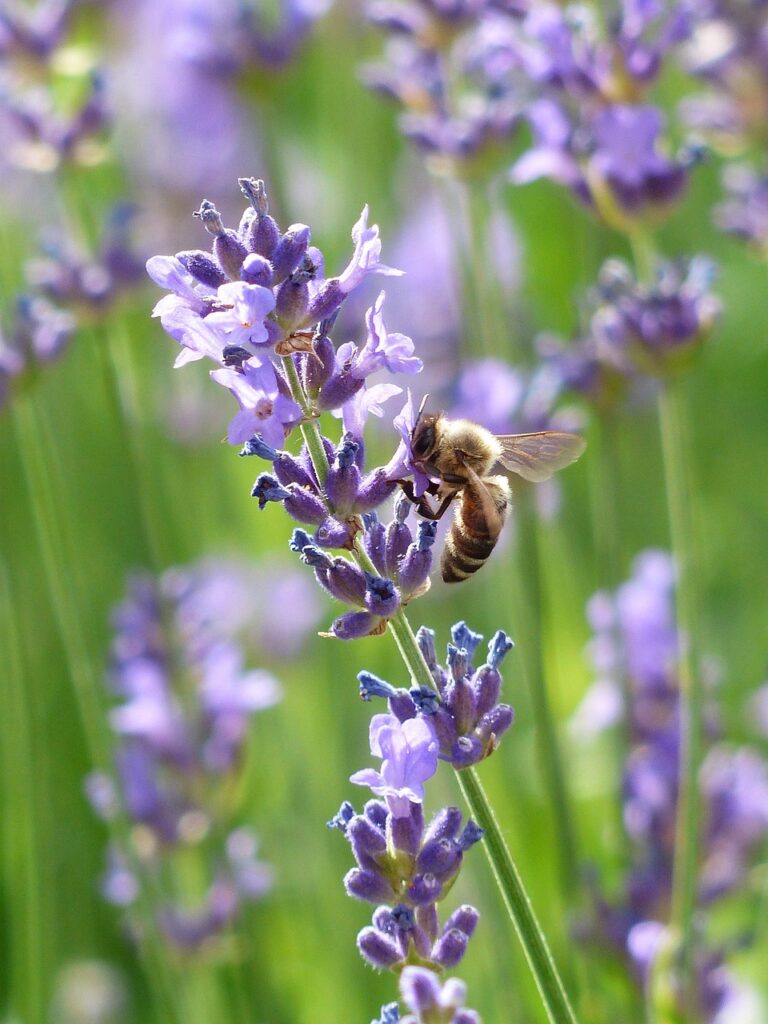 bee, insect, lavender, honey bee, animal, pollination, flowers, beautiful flowers, lavandula angustifolia, lavandula officinalis, lavandula vera, lavandula, ornamental plant, flower wallpaper, flowering plant, plant, flora, meadow, field, flower background, nature, closeup