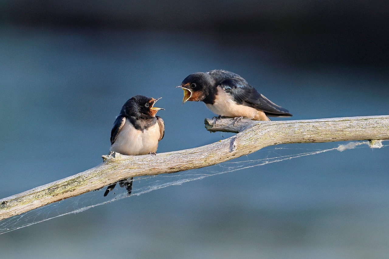 barn swallow, quarrel, birds, perched, plumage, swallow, animal, branch, wildlife, nature, couple, barn swallow, quarrel, quarrel, quarrel, quarrel, swallow, swallow, swallow, swallow, swallow