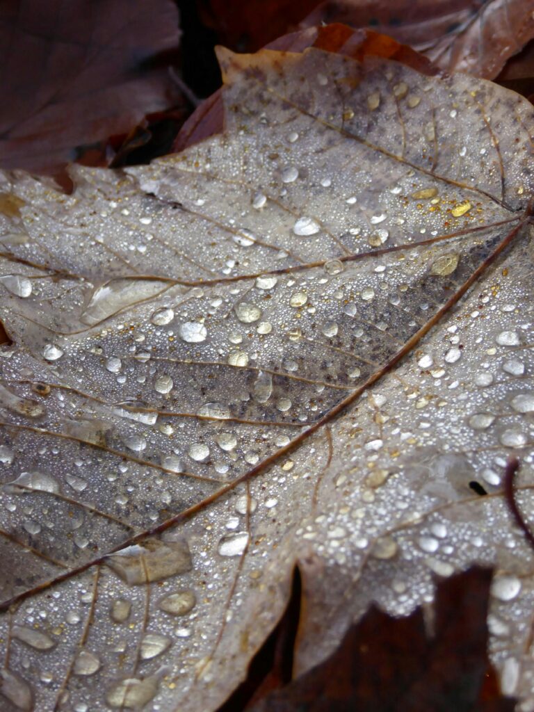 Macro shot of a fallen autumn leaf adorned with raindrops, capturing the beauty of nature.
